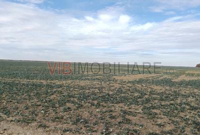 Ferma Agricolă 1.350 Hectare – Grad de Comasare 96–97%, Chișineu Criș, Ju - 5