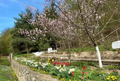 Teren pentru investitii 11.000 mp - 15