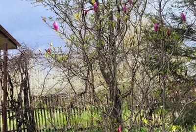 Casă cu 4 camere în Bordeasca Nouă - 5