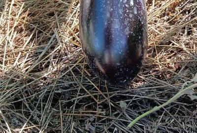 Casă cu 5 camere cu Teren 1500 Mp în Drajna - 15