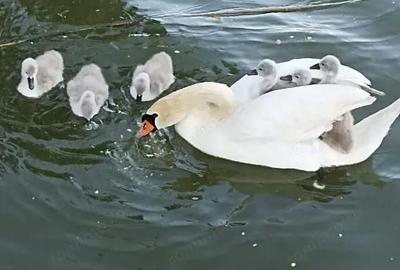 Casă cu 3 camere cu Teren 60 Mp în Mamaia - 3