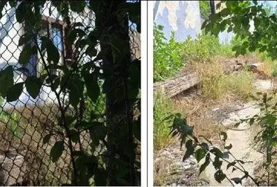 Casa si teren Cucuruzu, ID: R2609648 - 10