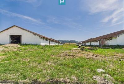 Hale 1800 mp fiecare – acces autostradă, Teiu, HD - 21