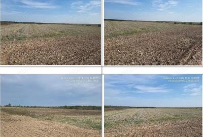 Teren de 10000 mp, în Uliești - 5