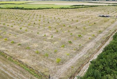 Livada BIO de nuci de vanzare langa Cermei - 4