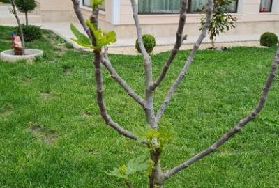 Cumpana / vila super finisaje - 4