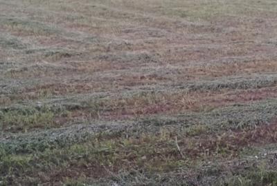 Spațiu comercial, în Cărpiniș - 47