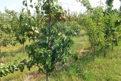 Vanzare teren Livada - Ferma Arges - Izbasesti / DN 142 l... - 12