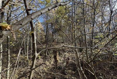 Teren de 13167 mp, în Bughea de Sus