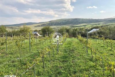 Teren de 6200 mp, în Mogoșești - 2
