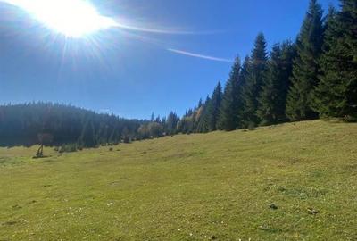 Teren de 16257 mp, în Beliș - 3