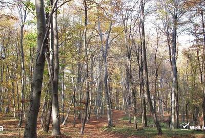 Spațiu comercial, în Feleacu - 8