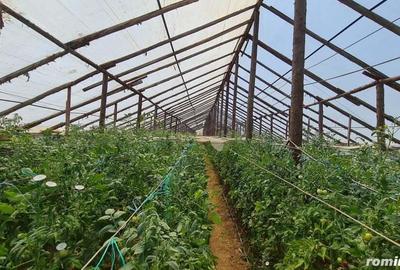 Investitie sigura! Vanzare ferma de legume care merge in plin! - 6