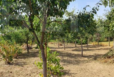 DE VANZARE Casa cu gradina mare in Lugoj - 4