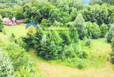 TEREN intravilan   8.000 mp TARCAU - 3