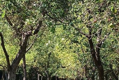 Proprietar-vand cabana cu livada teren mare-Stejeris-locatie deosebita Proprietar-vand cabana cu livada teren mare-Stejeris-locatie deosebita - 10