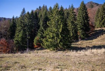 Teren Construcții extravilan de 20000 mp, în Siriu - 19