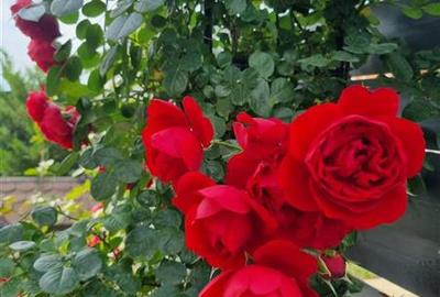 Casă individuală cu 4 camere cu Canalizare în Central - 14