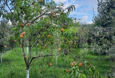 Casa individuala, 268 mp utili, 2145 teren, livada, Turda - 13