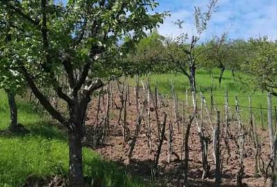 Casă cu 3 camere cu Teren 5000 Mp în Mozăceni - 6