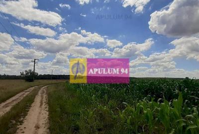 Teren 715mp in Snagov langa Equestria - 4