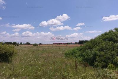 Teren agricol extravilan de 10000 mp, în Frumușani - 9