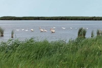 Casă cu 3 camere în Jurilovca - 3