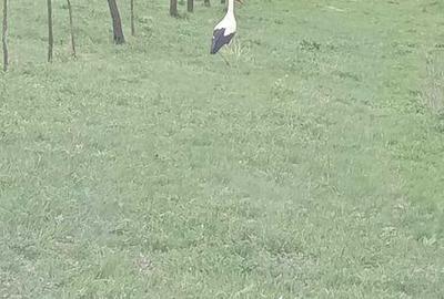 Teren de 16500 mp, în Sopor - 3