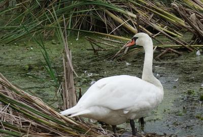 Teren de 735 mp, în Periș