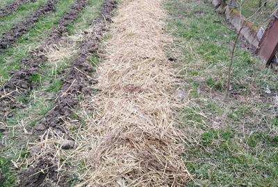 Casă cu 4 camere în Petid - 7