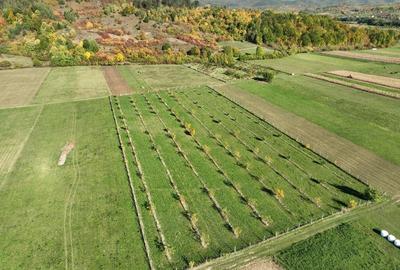 Teren intravilan de 13965 mp, în Aușeu - 2