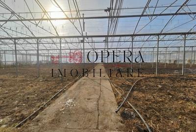 Teren Construcții intravilan de 5000 mp, în Aroneanu - 6