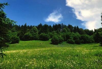 Teren intravilan si padure de brad 34.000 mp Varsag, Harghita - 2