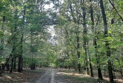 Casă cu 5 camere cu Teren 2600 Mp în Viile Satu Mare - 2