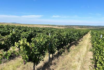 Vie de 115 Hectare în satul Dud, județul Arad - 5