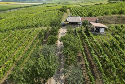 Teren agricol extravilan de 80000 mp, în Covăsinț - 44