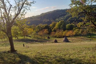 Teren de 2000 mp, în Brusturi - 8