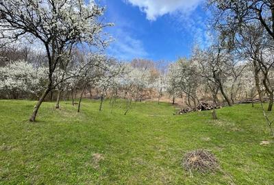 Teren intravilan de 7280 mp, în Mihăești - 1