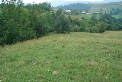 Teren de 25500 mp, în Vișagu - 5