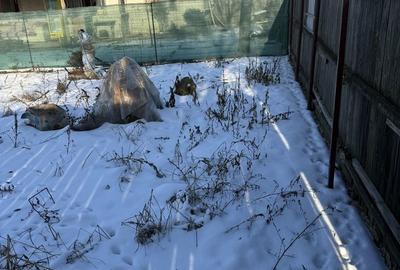 Teren de 500 mp, în Afumați - 2