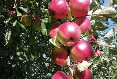 Spațiu comercial, în Cândești - 5