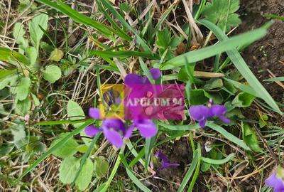 Teren de vanzare in Brebu - Zona Brebu Megiesesc - 5