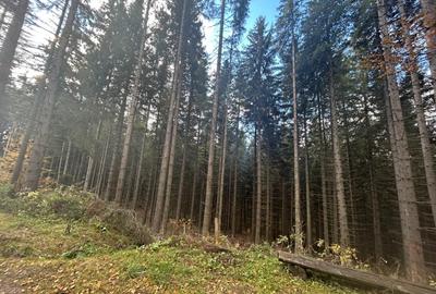 Pensiune de vanzare in statiunea Paltinis,Sibiu- Afacere la cheie - 15