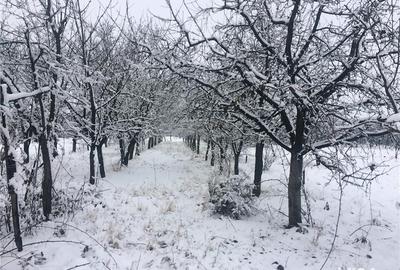 Teren de 1500 mp, în Salonta - 4