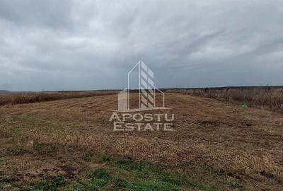 Teren Zadareni proiect spalatorie auto/spatii comerciale - 5