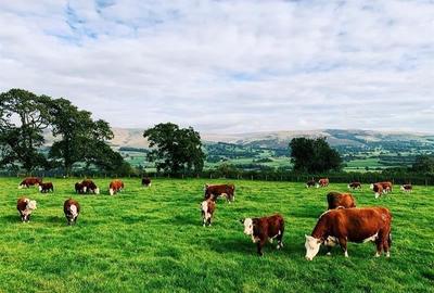 Film&Tur! Domeniu pe 222.000mp+ Ferma +Anexe specifice+Constructie+
rezidential - 3