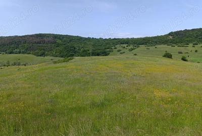 Teren de 30000 mp, în Saschiz - 5