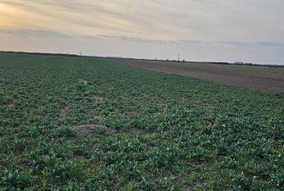 Teren de 21600 mp, în Gepiu