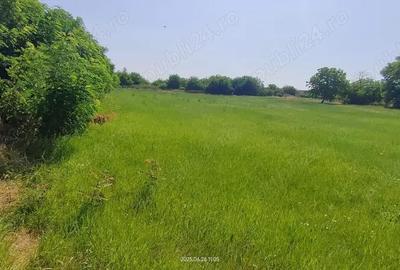 Teren intravilan Lovrin de vanzare - 4