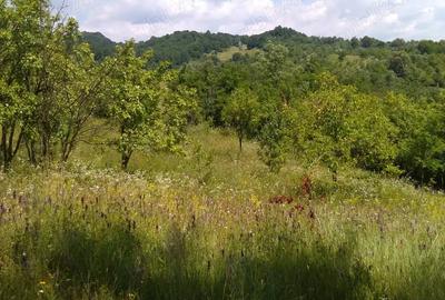 Teren de 3600 mp, în Aluniș - 1